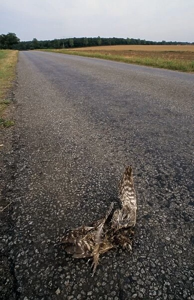 Little Owl (Athene noctua) dead adult, roadkill casualty on minor rural road, near Wragby, Lincolnshire, England