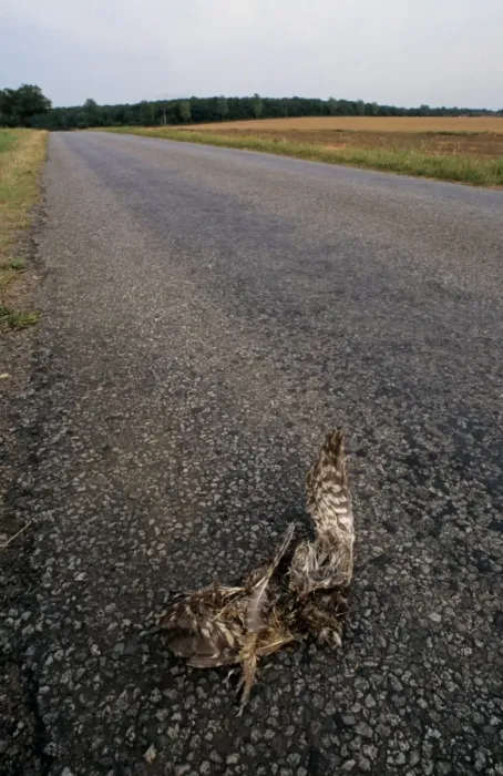 Framed Print : Little Owl (Athene noctua) dead adult, roadkill casualty on minor rural road, near Wragby, Lincolnshire, England