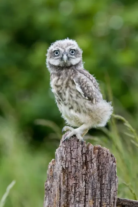 Framed Print : Little Owl (Athene noctua) fledgling chick, standing on fence, Suffolk, England, may Framed Print : Little Owl (Athene noctua) fledgling chick, standing on fence, Suffolk, England, may