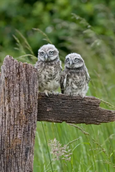 Framed Print : Little Owl (Athene noctua) two fledgling chicks, standing on fence, Suffolk, England, may