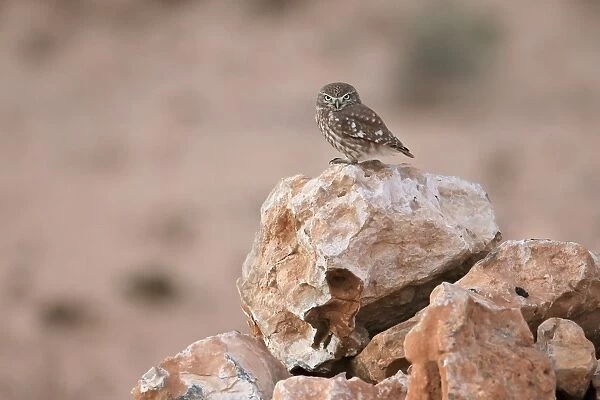 Little Owl (Athene noctua glaux) North African subspecies, adult, standing on rock in desert, Morocco, November
