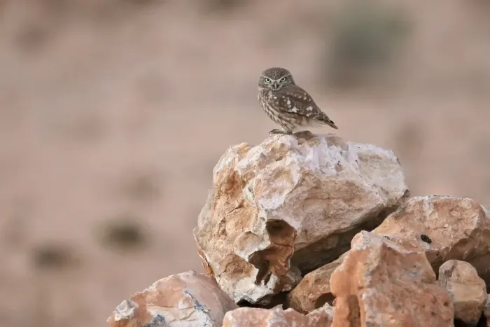 Framed Print : Little Owl (Athene noctua glaux) North African subspecies, adult, standing on rock in desert, Morocco, November Framed Print : Little Owl (Athene noctua glaux) North African subspecies, adult, standing on rock in desert, Morocco, November