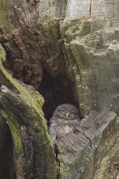 Little Owl (Athene noctua) juvenile, looking out from nest cavity on tree in farmland, West Yorkshire, England, June
