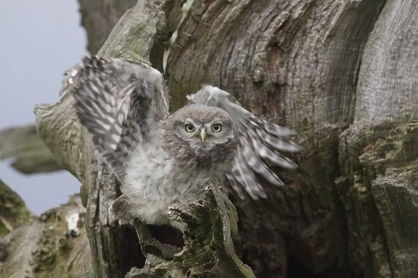 Little Owl (Athene noctua) juvenile, exercising wings, perched beside nest cavity on tree in farmland, West Yorkshire