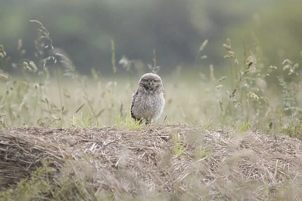 Little Owl (Athene noctua) juvenile, standing on straw bale in farmland during rainshower, West Yorkshire, England