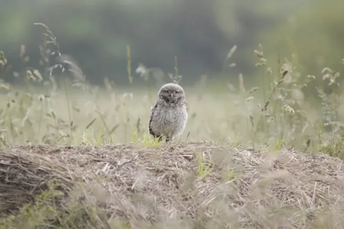 Framed Print : Little Owl (Athene noctua) juvenile, standing on straw bale in farmland during rainshower, West Yorkshire, England Framed Print : Little Owl (Athene noctua) juvenile, standing on straw bale in farmland during rainshower, West Yorkshire, England