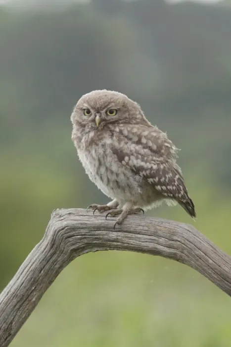 Framed Print : Little Owl (Athene noctua) juvenile, perched on dead branch in farmland, West Yorkshire, England, July Framed Print : Little Owl (Athene noctua) juvenile, perched on dead branch in farmland, West Yorkshire, England, July