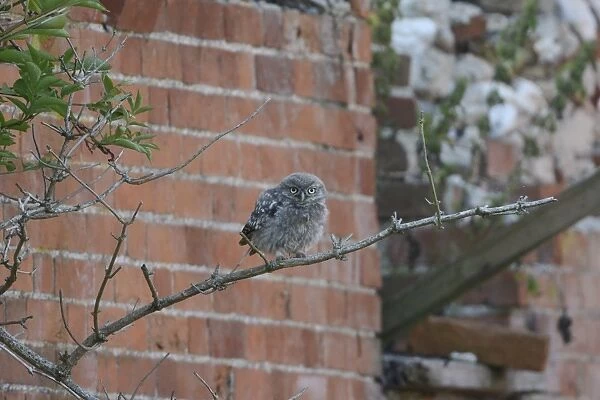 Little Owl (Athene noctua) juvenile, recently fledged, perched on elder branch beside farm building, Norfolk, England