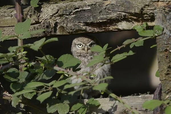 Little Owl (Athene noctua) juvenile, looking out from old barn amongst bramble stems, Norfolk, England, July