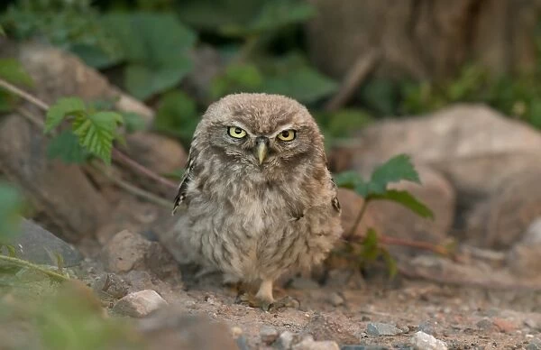 Little Owl (Athene noctua) juvenile, standing on ground, Merseyside, England, September