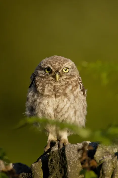 Framed Print : Little Owl (Athene noctua) juvenile, recently fledged, perched on gritstone wall, Derbyshire, England, august Framed Print : Little Owl (Athene noctua) juvenile, recently fledged, perched on gritstone wall, Derbyshire, England, august