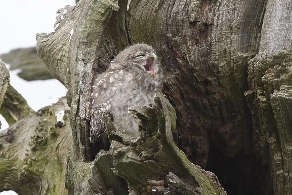 Little Owl (Athene noctua) juvenile, yawning, perched beside nest cavity on tree in farmland, West Yorkshire, England