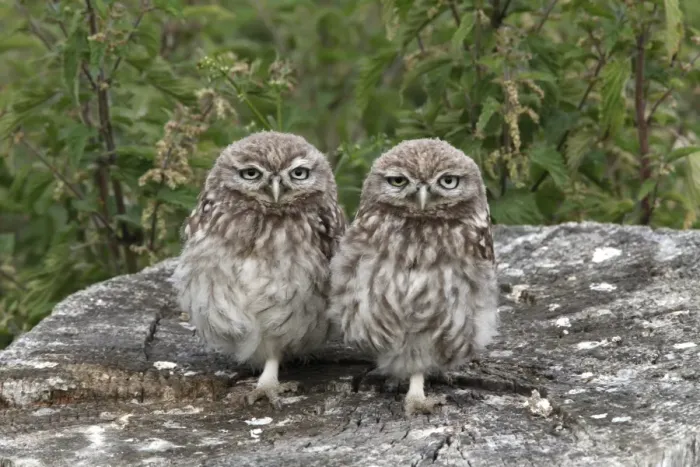 Framed Print : Little Owl (Athene noctua) two juveniles, standing on stump, Leicestershire, England, july Framed Print : Little Owl (Athene noctua) two juveniles, standing on stump, Leicestershire, England, july