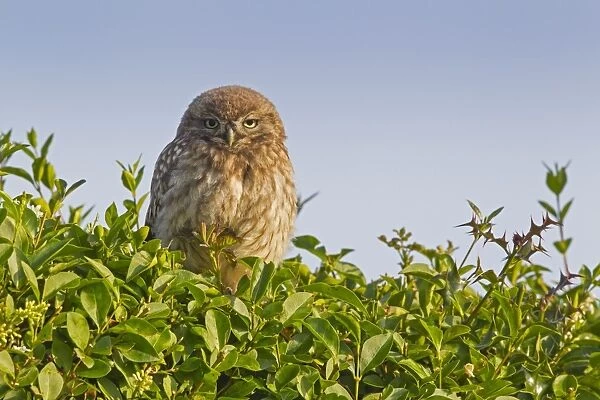 Little Owl (Athene noctua) young, perched on hedge near nestsite in early morning, Oxfordshire, England, June