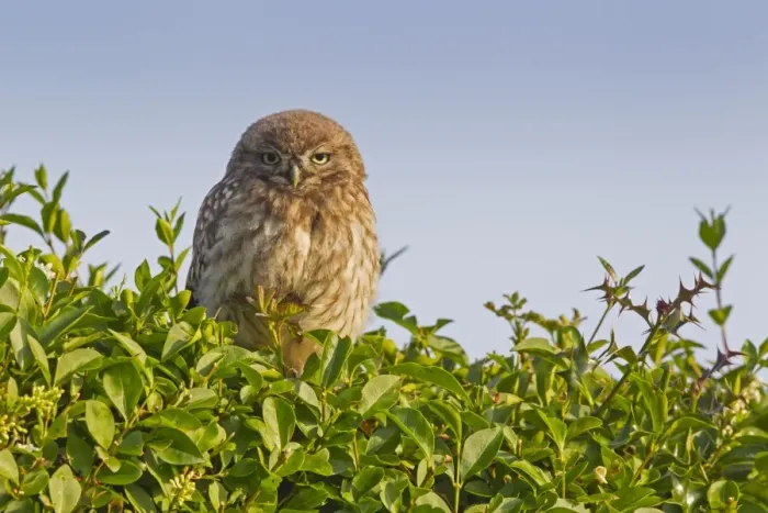 Framed Print : Little Owl (Athene noctua) young, perched on hedge near nestsite in early morning, Oxfordshire, England, June