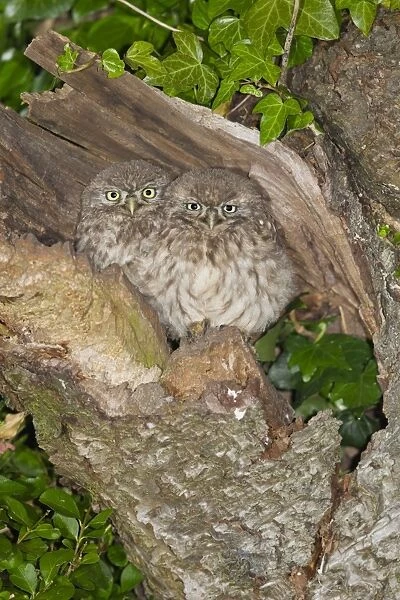 Little Owl (Athene noctua) two young, perched at nesthole entrance at night, Oxfordshire, England, June