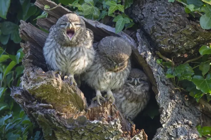 Framed Print : Little Owl (Athene noctua) three young, one yawning, perched at nesthole entrance in early morning, Oxfordshire Framed Print : Little Owl (Athene noctua) three young, one yawning, perched at nesthole entrance in early morning, Oxfordshire
