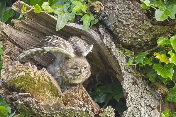 Little Owl (Athene noctua) young, stretching wings, perched at nesthole entrance in morning, Oxfordshire, England, June