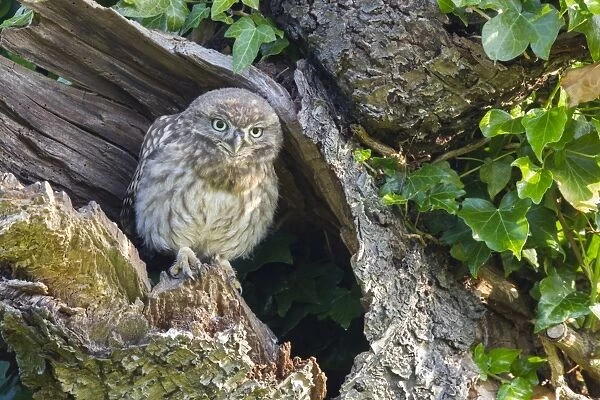 Little Owl (Athene noctua) young, perched at nesthole entrance in early morning, Oxfordshire, England, June