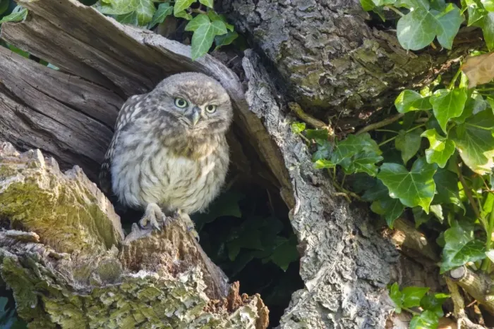 Framed Print : Little Owl (Athene noctua) young, perched at nesthole entrance in early morning, Oxfordshire, England, June Framed Print : Little Owl (Athene noctua) young, perched at nesthole entrance in early morning, Oxfordshire, England, June