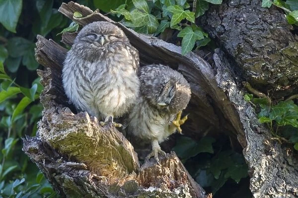 Little Owl (Athene noctua) two young, one scratching head, perched at nesthole entrance in early morning, Oxfordshire