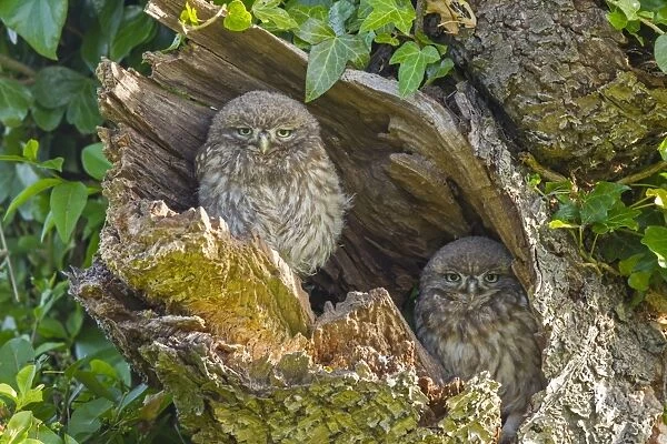 Little Owl (Athene noctua) two young, perched at nesthole entrance in early morning, Oxfordshire, England, June