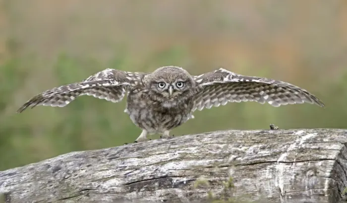 Framed Print : Little Owl (Athene noctua) young, displaying with wings spread, Leicestershire, England, june