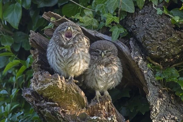 Little Owl (Athene noctua) two young, one yawning, perched at nesthole entrance in early morning, Oxfordshire, England