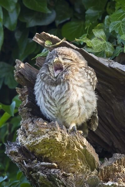 Little Owl (Athene noctua) young, yawning, perched at nesthole entrance in early morning, Oxfordshire, England, June
