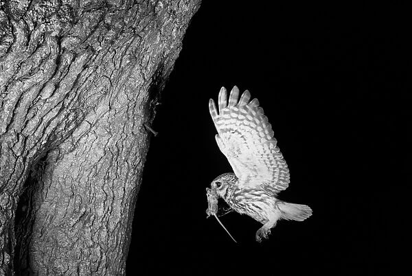 Little Owl, Chillesford, Suffolk. Taken by Eric Hosking in 1949 Using High Spreed flash equipment