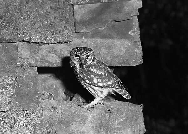 Little Owl - Doldowlod Wales. Taken by Eric Hosking 1938