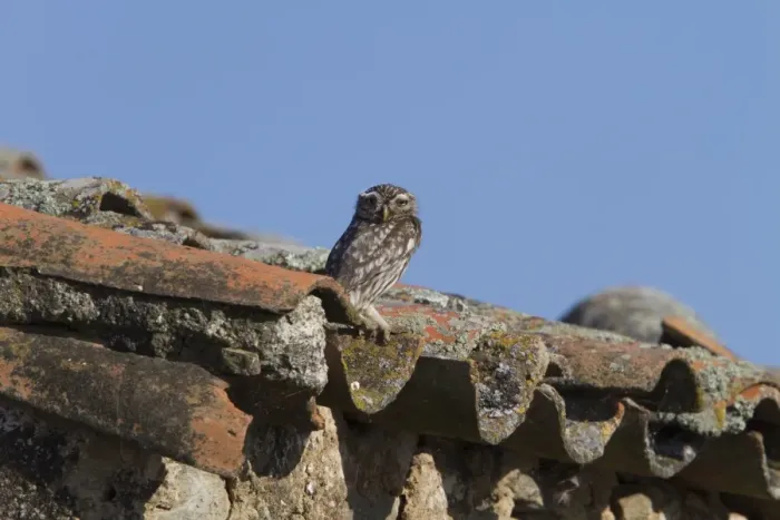 Framed Print : Little Owl on old tiled roof