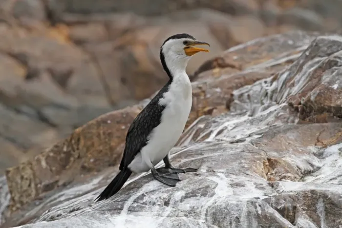 Framed Print : Little Pied Cormorant (Phalacrocorax melanoleucos) adult, panting, standing on rock, Ormiston Gorge Framed Print : Little Pied Cormorant (Phalacrocorax melanoleucos) adult, panting, standing on rock, Ormiston Gorge