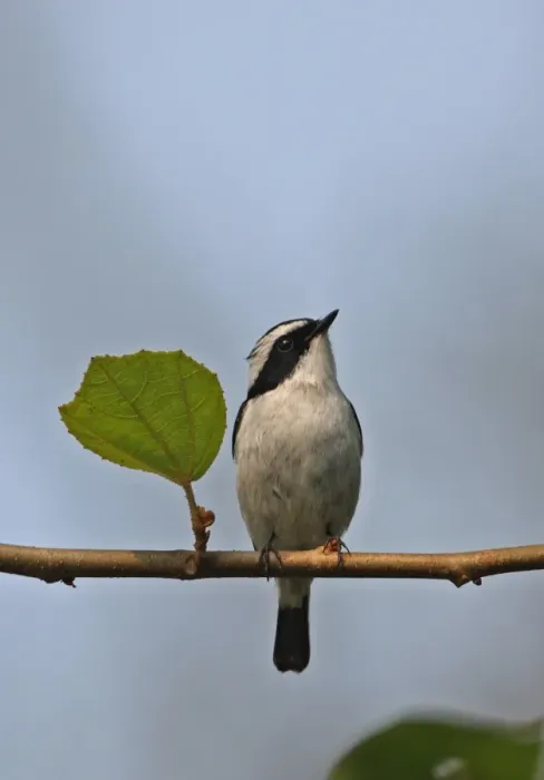 Framed Print : Little Pied Flycatcher (Ficedula westermanni) adult male, perched on twig, Nameri, Assam, India, january Framed Print : Little Pied Flycatcher (Ficedula westermanni) adult male, perched on twig, Nameri, Assam, India, january