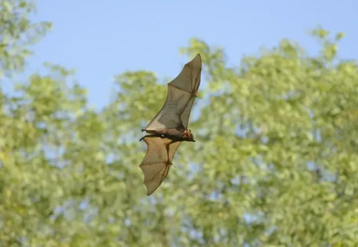 Framed Print : Little Red Flying Fox (Pteropus scapulatus) adult, in flight during daytime, Queensland, Australia, November Framed Print : Little Red Flying Fox (Pteropus scapulatus) adult, in flight during daytime, Queensland, Australia, November