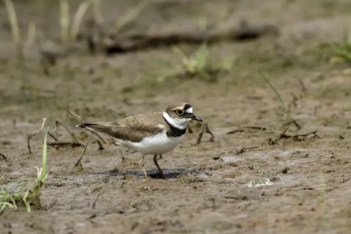 Framed Print : Little Ringed Plover adult in summer plumage Framed Print : Little Ringed Plover adult in summer plumage