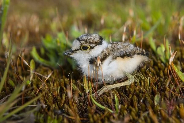 Little Ringed Plover (Charadrius dubius) day-old chick, sitting on moss, Norfolk, England, June