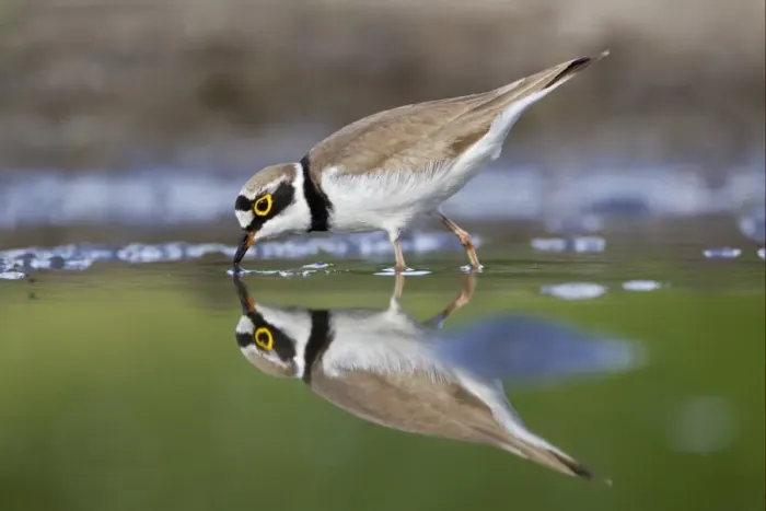 Framed Print : Little Ringed Plover (Charadrius dubius) adult, feeding in shallow water, Bulgaria, may
