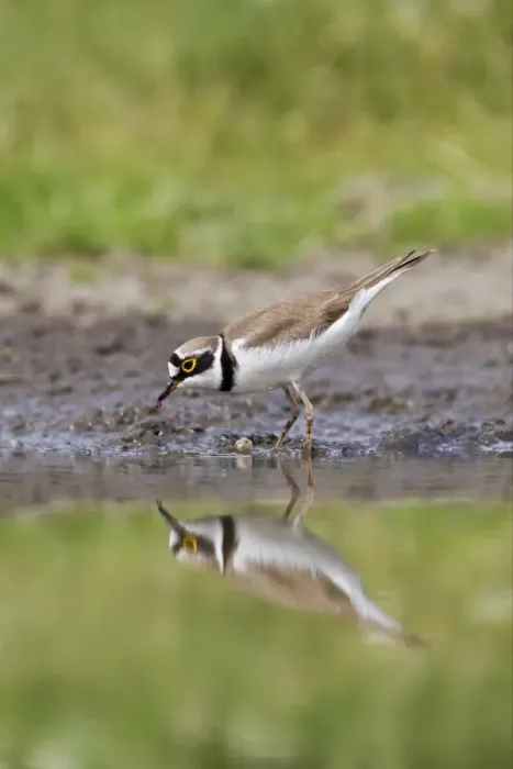 Framed Print : Little Ringed Plover (Charadrius dubius) adult, feeding at edge of water, Bulgaria, may Framed Print : Little Ringed Plover (Charadrius dubius) adult, feeding at edge of water, Bulgaria, may