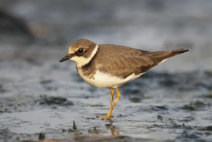 Framed Print : Little Ringed Plover (Charadrius dubius) adult, non-breeding plumage, standing on mud, Hong Kong, China, September Framed Print : Little Ringed Plover (Charadrius dubius) adult, non-breeding plumage, standing on mud, Hong Kong, China, September