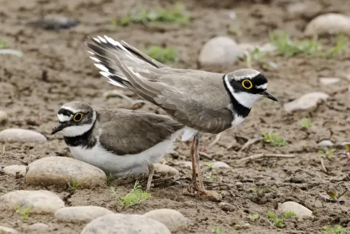 Framed Print : Little Ringed Plover (Charadrius dubius) adult pair, summer plumage, displaying, Midlands, England, june Framed Print : Little Ringed Plover (Charadrius dubius) adult pair, summer plumage, displaying, Midlands, England, june