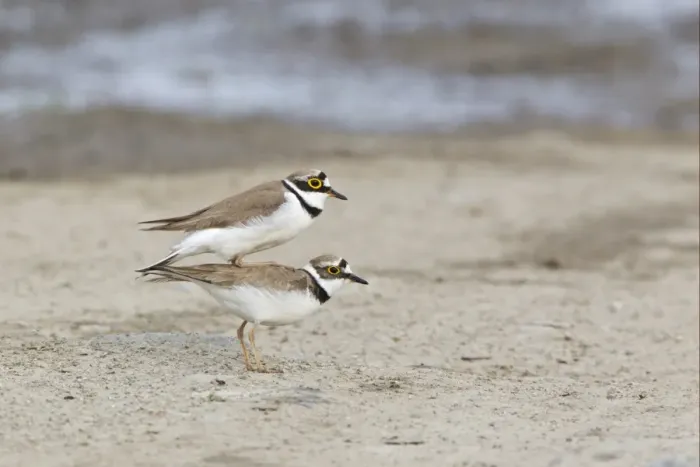 Framed Print : Little Ringed Plover (Charadrius dubius) adult pair, mating, Bulgaria, may Framed Print : Little Ringed Plover (Charadrius dubius) adult pair, mating, Bulgaria, may