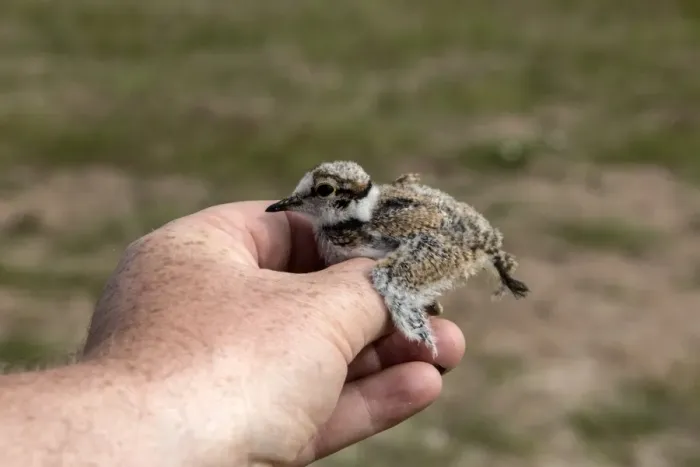 Framed Print : Little Ringed Plover chick being held before a BTO bird ring is fixed on its legs Framed Print : Little Ringed Plover chick being held before a BTO bird ring is fixed on its legs