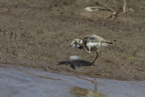 Little Ringed Plover chick about a week old