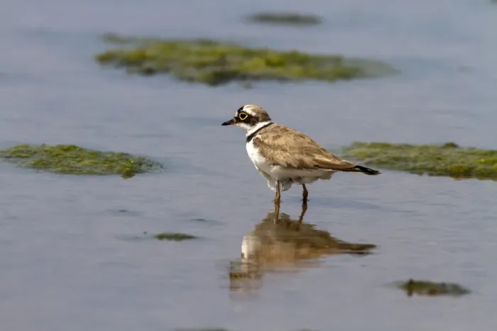 Framed Print : Little Ringed Plover - Deepdale Marsh, Norfolk Framed Print : Little Ringed Plover - Deepdale Marsh, Norfolk