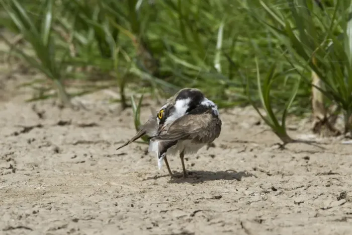 Framed Print : Little Ringed Plover preening Framed Print : Little Ringed Plover preening