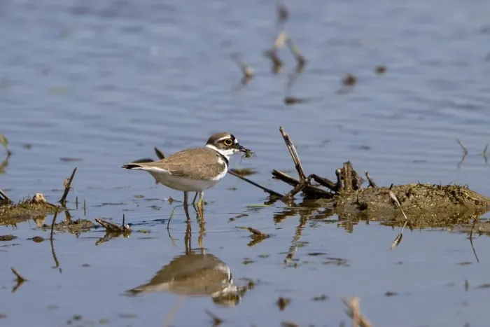 Framed Print : Little ringed Plover with prey item Framed Print : Little ringed Plover with prey item