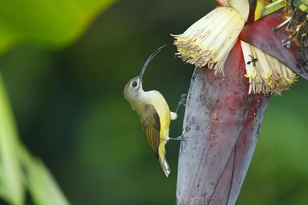 Little Spiderhunter (Arachnothera longirostra) adult, feeding on nectar at banana flower, Cat Tien, Lam Dong Province