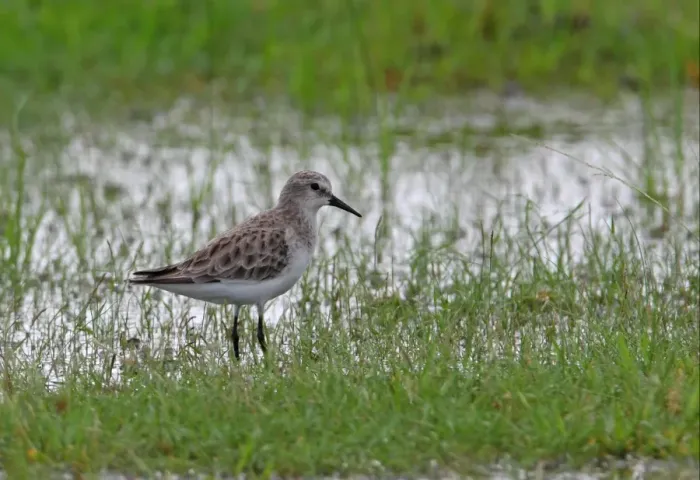 Framed Print : Little Stint (Calidris minuta) adult, standing in wet grassland, Sri Lanka, december Framed Print : Little Stint (Calidris minuta) adult, standing in wet grassland, Sri Lanka, december