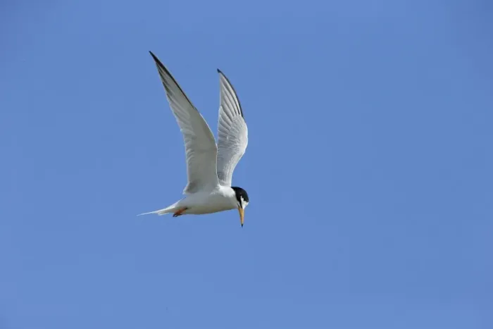 Framed Print : Little Tern (Sterna albifrons) adult, breeding plumage, in flight, Lesvos, Greece, May Framed Print : Little Tern (Sterna albifrons) adult, breeding plumage, in flight, Lesvos, Greece, May